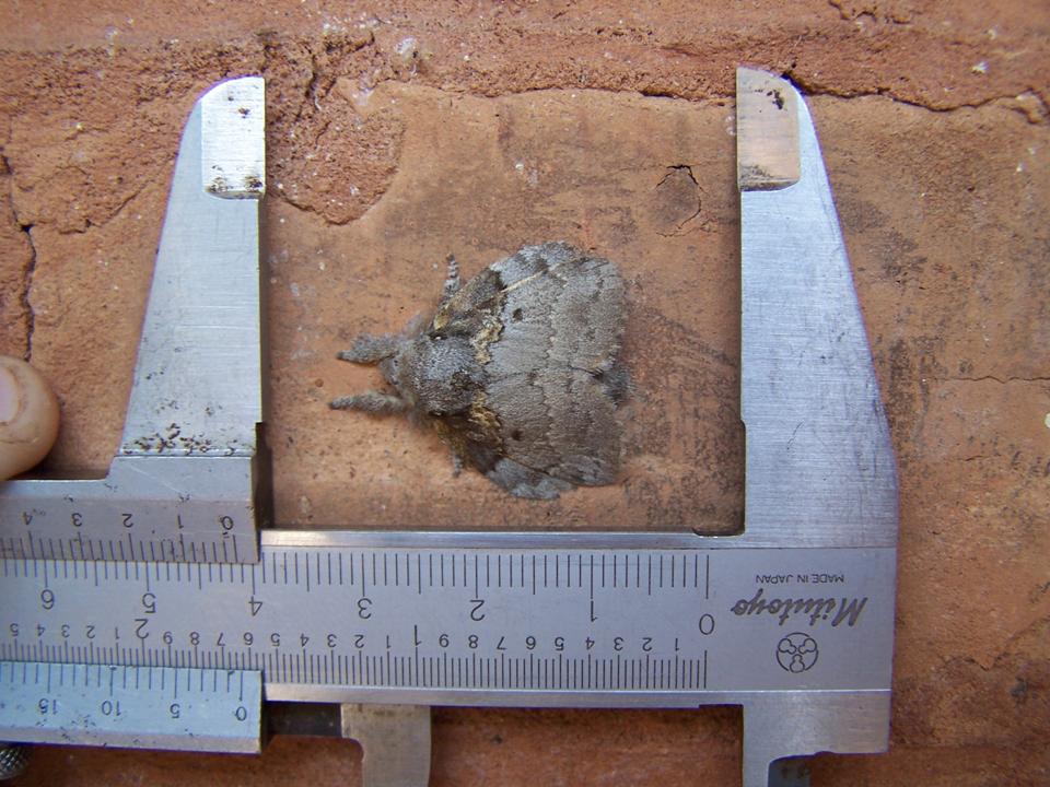 FIGURE 13 FIGURE 13
